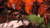 Overlord: Raising Hell PS3 английская версия от магазина Kiberzona72